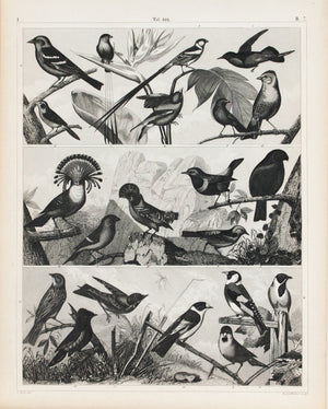 Hummingbird Flycatcher Goldfinch Antique Bird Print 1857