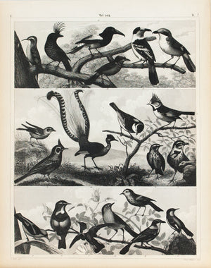 Hummingbird Titmouse Lark Robin Antique Bird Print 1857