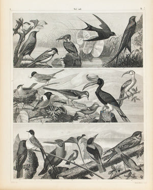 Kingfisher Flycatcher Wren Nightingale Antique Bird Print 1857
