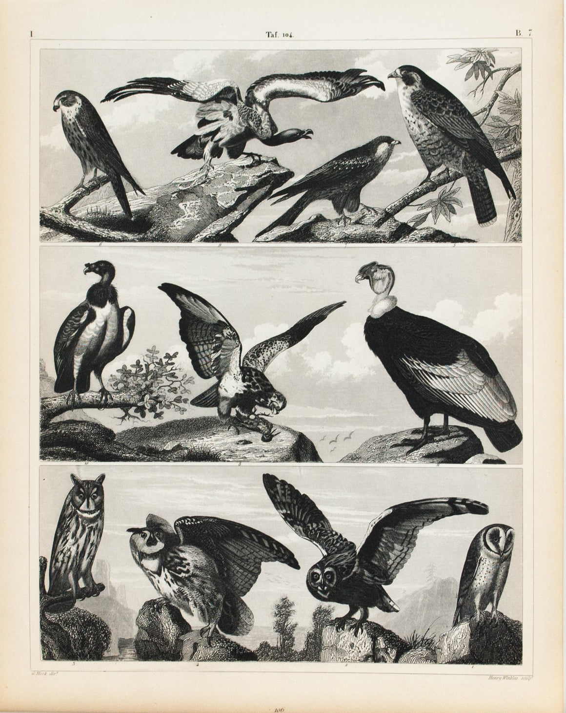 Owl Falcon Buzzard Vulture Condor Antique Bird Print 1857