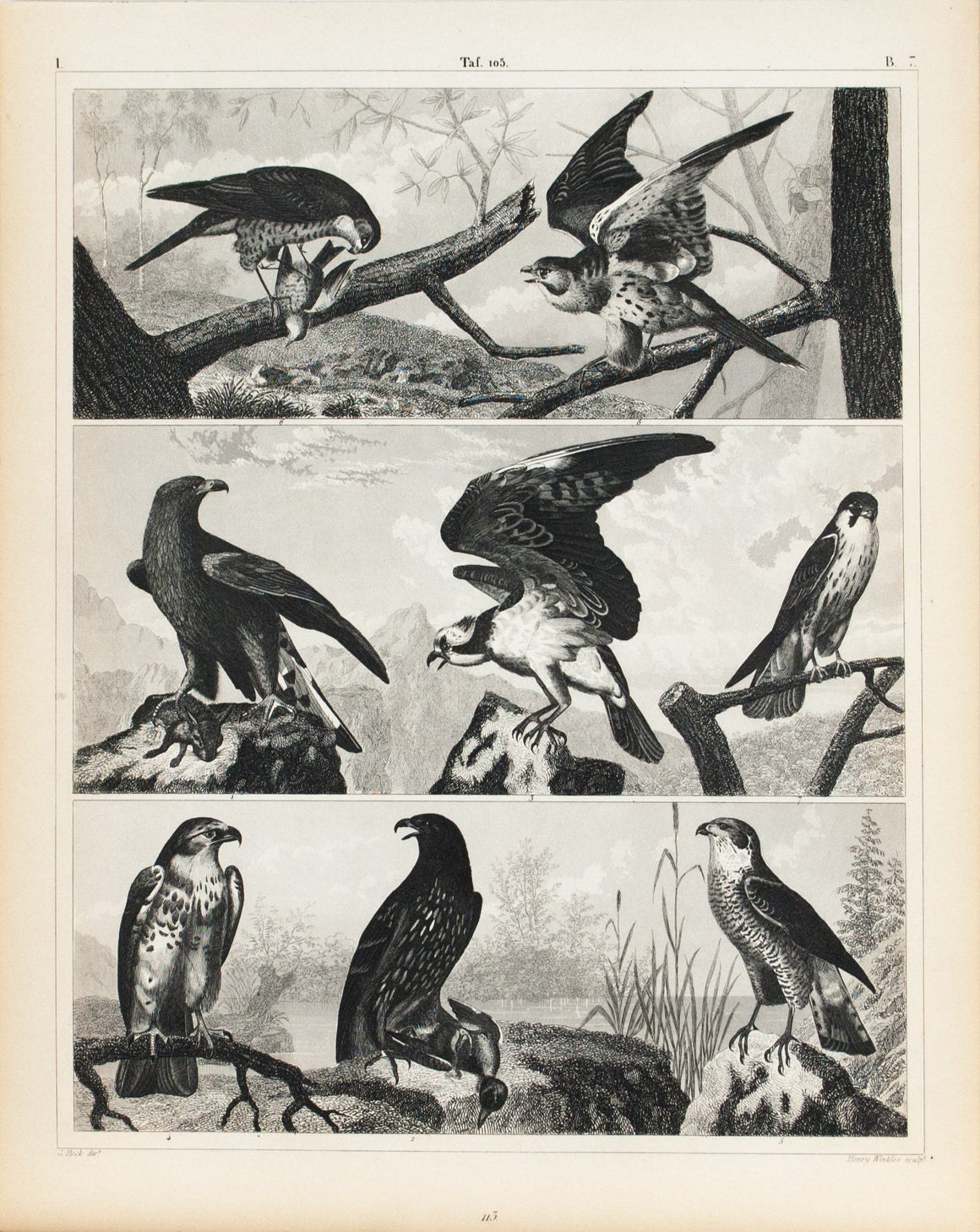 Golden Eagle Osprey Hawk Antique Bird Print 1857