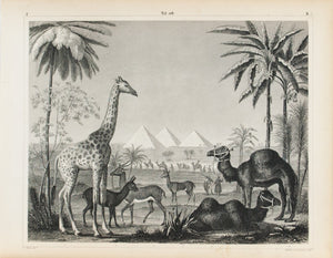 Camel Giraffe Gazelle Antilope Egypt Pyramids Antique Mammal Print 1857