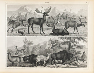 Buffalo Paco Lama Reindeer Siberian Horse Antique Mammal Print 1857