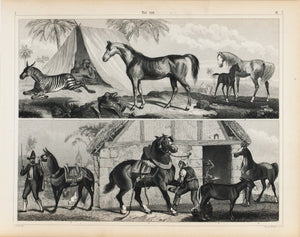 Zebra Mule Horse Colt Arabian Stallion Antique Mammal Print 1857
