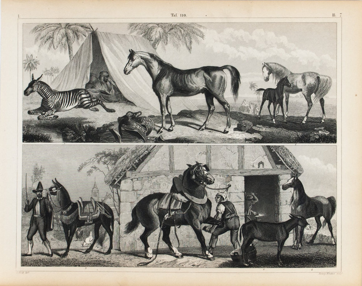 Zebra Mule Horse Colt Arabian Stallion Antique Mammal Print 1857