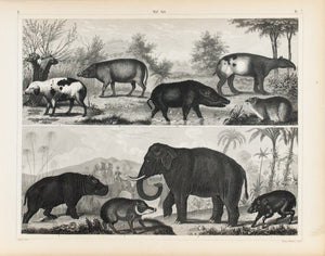 Hog Warthog Hippopotamus Elephant Antique Mammal Print 1857