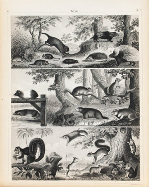 Porcupine Mouse squirrel Otter Mole Hedgehog Antique Mammal Print 1857