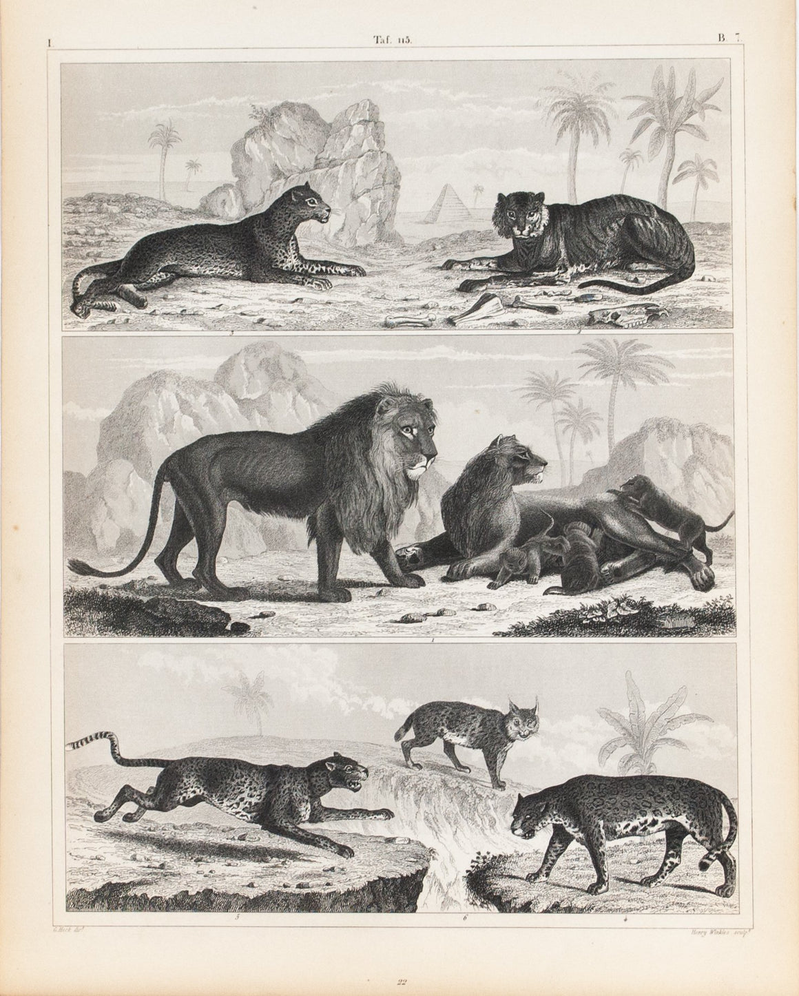 Lion Tiger Leopard Jaguar Panther Lynx Antique Mammal Print 1857