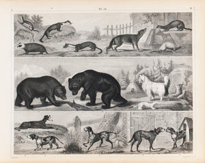 Fox Badger Ferret Bear Bulldog Greyhound Antique Mammal Print 1857