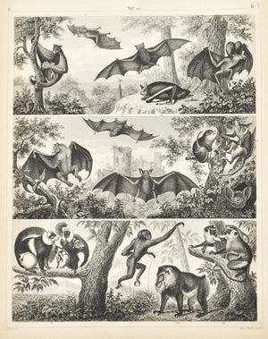 Lemur Vampire Bat Antique Mammal Print 1857