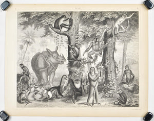Rhinoceros Monkey Macaque Baboon Ape Antique Mammal Print 1857