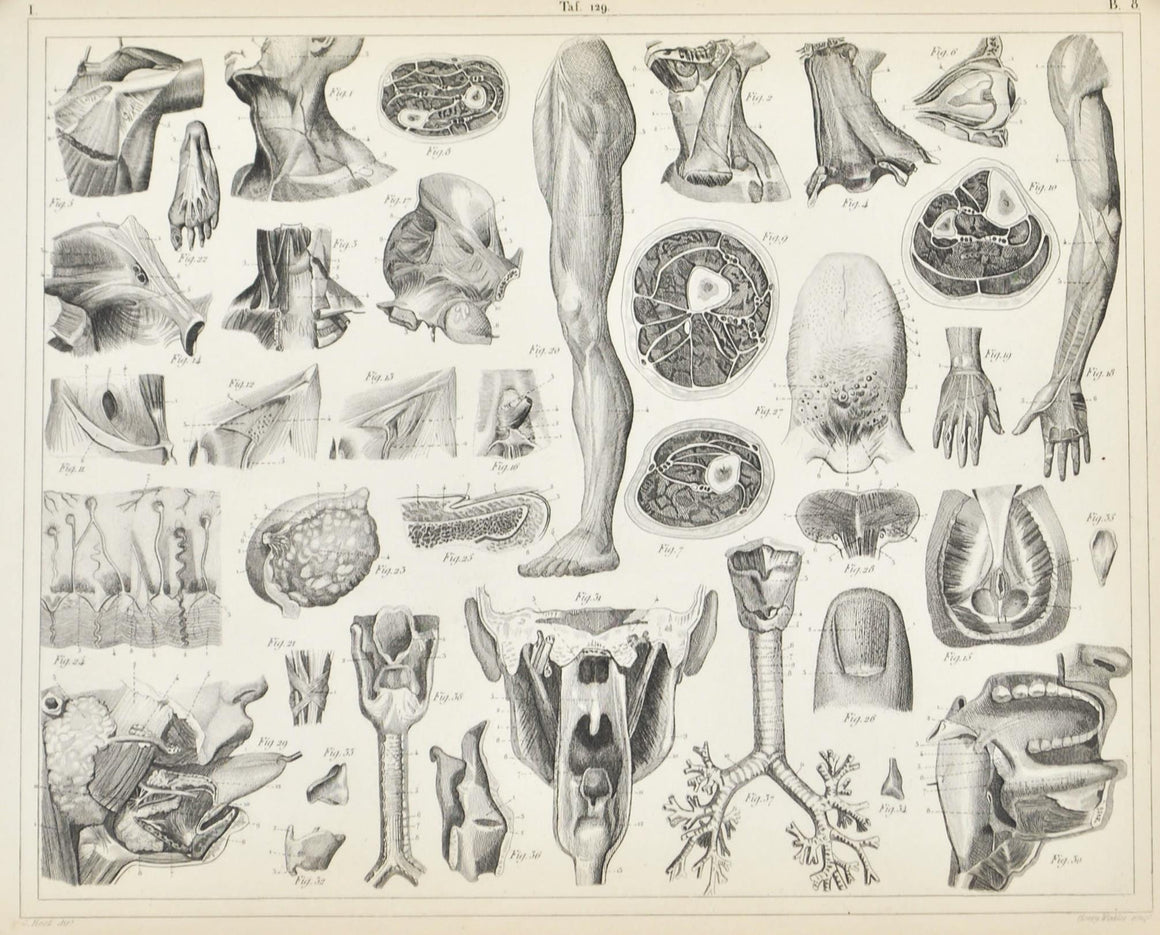 Human Organs of Respiration Voice Antique Anatomy Print 1857