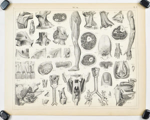 Human Organs of Respiration Voice Antique Anatomy Print 1857
