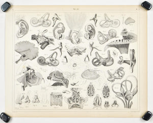Human Ear Nose Antique Anatomy Print 1857