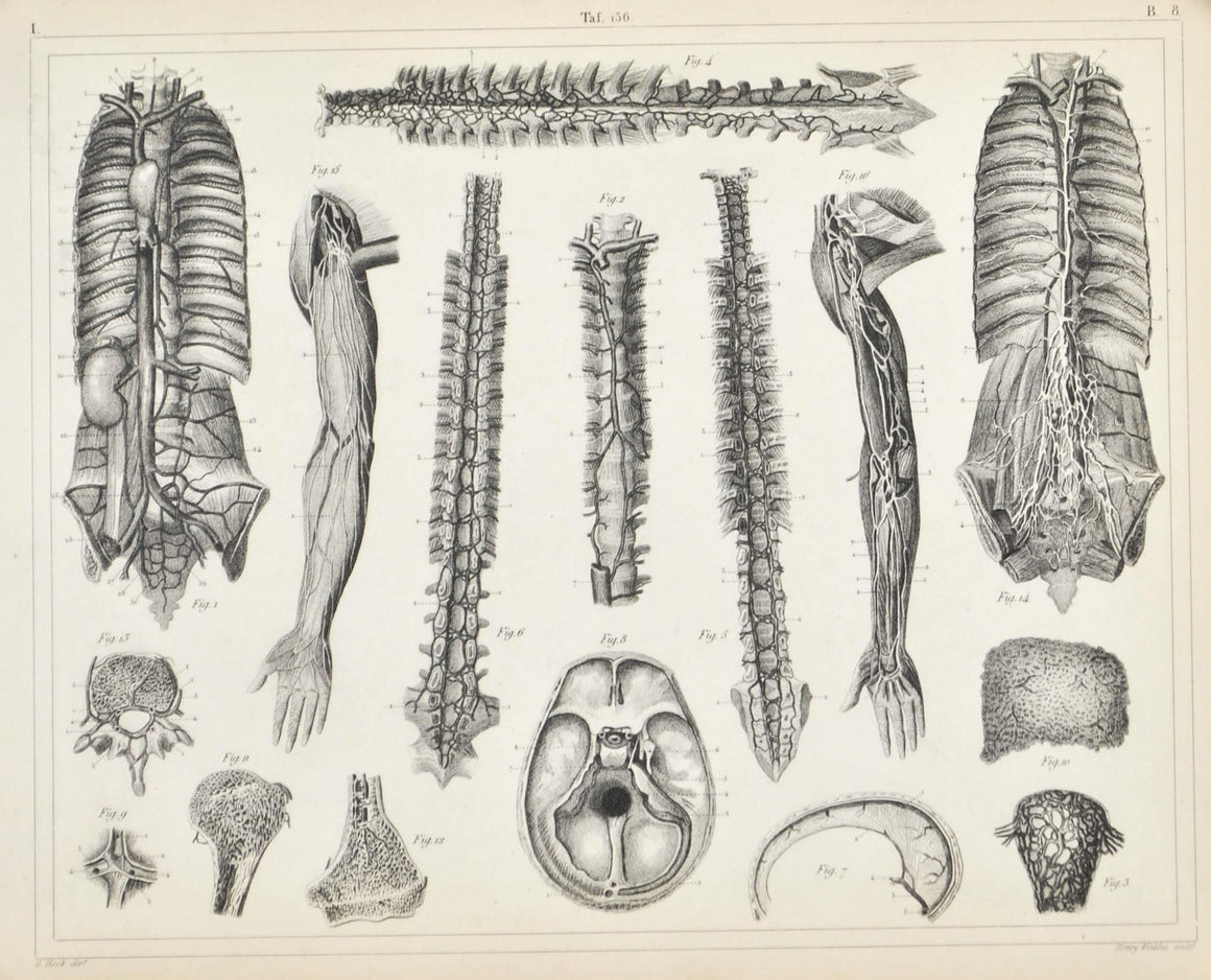 Human Vascular System Antique Anatomy Print 1857 D